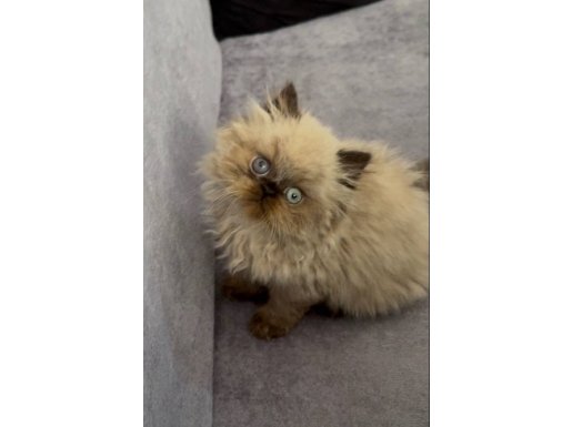 İRAN HİMALAYAN ( Odd Eyes ) 