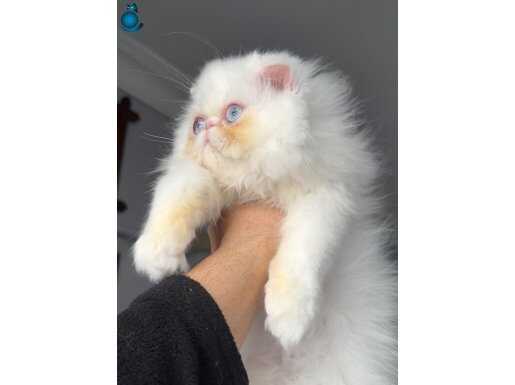 İran Persian Yavrumuz SHOW KALİTE 