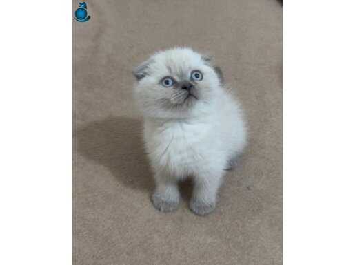 Scottish Fold-British Yavrular