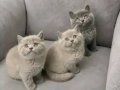 BRİTİSH SHORTHAİR ( LİLAC -GRİ )