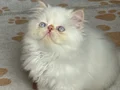 İran Persian ( Show Kalite)