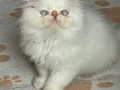 İran Persian ( Show Kalite)