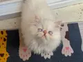 İran Persian ( Show Kalite)