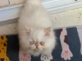 İran Persian ( Show Kalite)