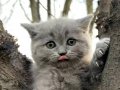 Poz Veren Oyuncu British Shorthair Yavruları
