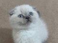 Scottish Fold-British Yavrular