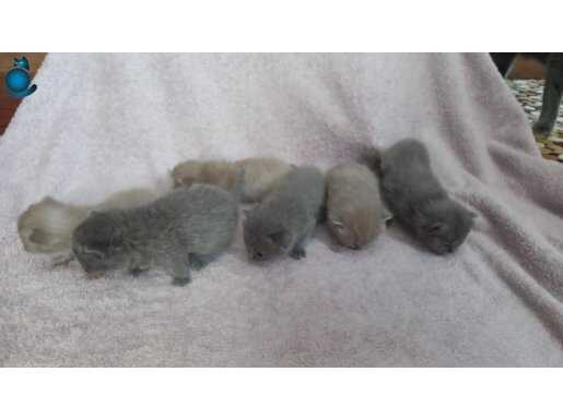 3 haftalik bebeklerimiz 