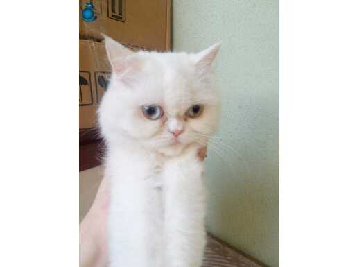 11 aylık dişi beyaz İran kedisi aşılı kimlikli
