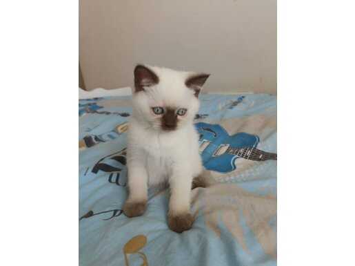 BRİTİSH BLUE POİNT DİK KULAK