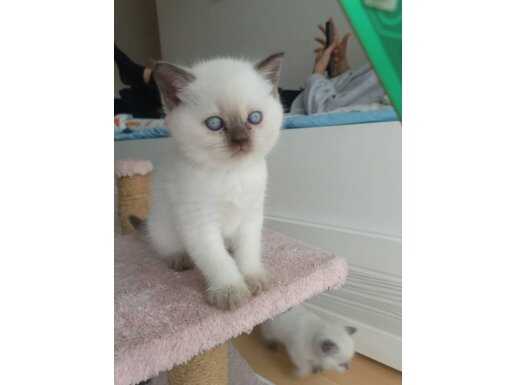 Bayramlık minnoslar 