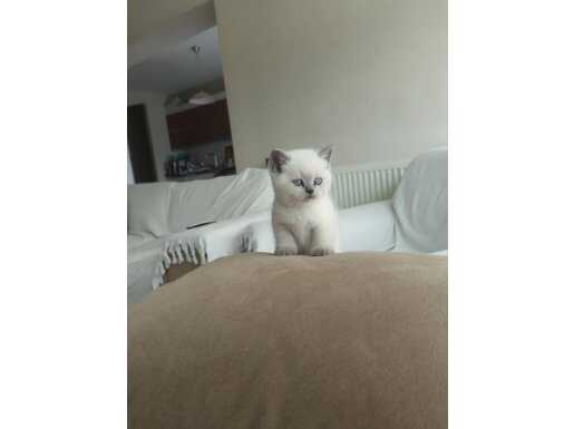 Mavi Boncuk Gözlü Safkan British Shorthair Blue Point