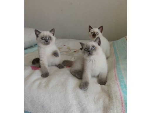 Maskeli Mucize British Blue Point Minikleri