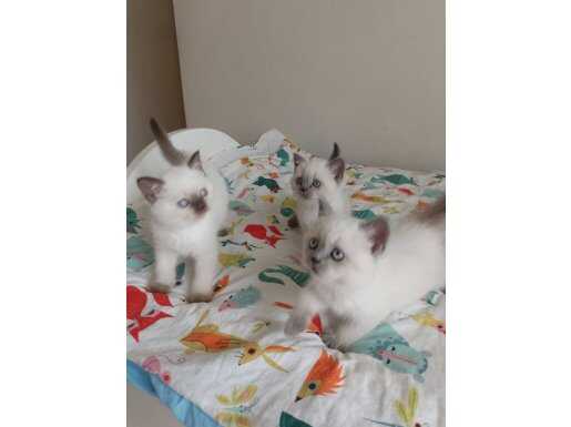 Mavi gözlü prensesler 