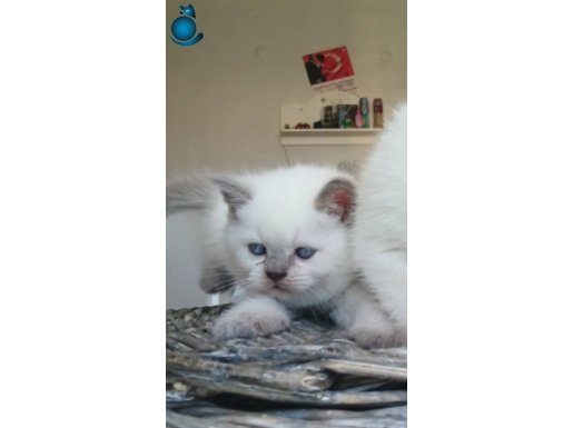 British blue point bebekler