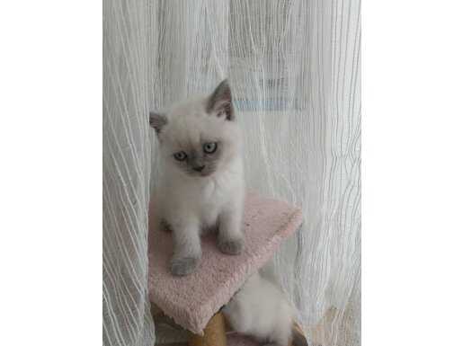 Mavi Gözlü Prenses