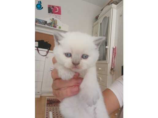 British blue point safkan 