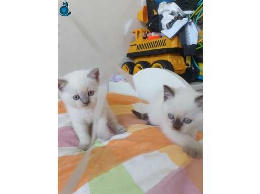 Yakışıklı minikler 