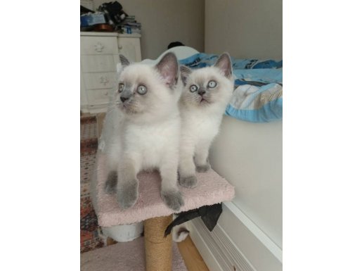 Boncuk Gözlü Britishler