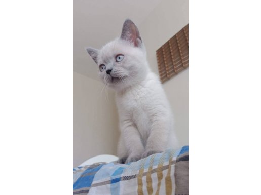 10 ŞUBAT SAFKAN BRİTİSH BLUE POİNT