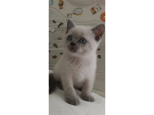 Yakışıklı Dik Kulak British Blue Point