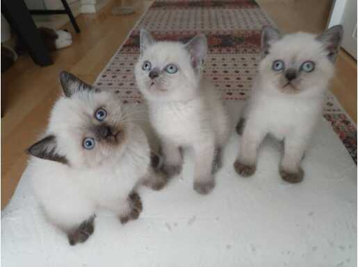 Yakışıklı yavrular 