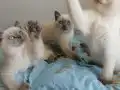 2 Aylık British Shorthair Yavrularımız Yuva Arıyor