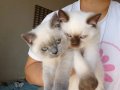 2 Aylık British Shorthair Yavrularımız Yuva Arıyor