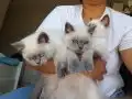 2 Aylık British Shorthair Yavrularımız Yuva Arıyor