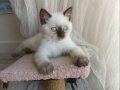 2 Aylık British Shorthair Yavrularımız Yuva Arıyor