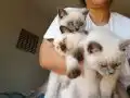 2 Aylık British Shorthair Yavrularımız Yuva Arıyor