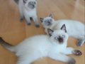 2 Aylık British Shorthair Yavrularımız Yuva Arıyor