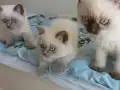 2 Aylık British Shorthair Yavrularımız Yuva Arıyor