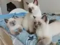 2 Aylık British Shorthair Yavrularımız Yuva Arıyor