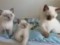 2 Aylık British Shorthair Yavrularımız Yuva Arıyor