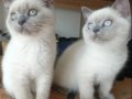 BRİTİŞH BLUE POİNT Yavrularımız 