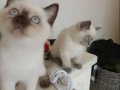 BRİTİŞH BLUE POİNT Yavrularımız 