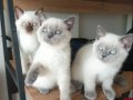 BRİTİŞH BLUE POİNT Yavrularımız 