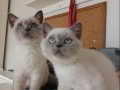 BRİTİŞH BLUE POİNT Yavrularımız 