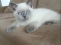 BRİTİŞH BLUE POİNT Yavrularımız 
