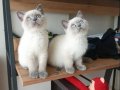 BRİTİŞH BLUE POİNT Yavrularımız 