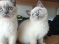 BRİTİŞH BLUE POİNT Yavrularımız 