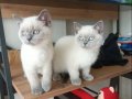 BRİTİŞH BLUE POİNT Yavrularımız 