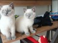 BRİTİŞH BLUE POİNT Yavrularımız 