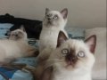 BRİTİŞH BLUE POİNT Yavrularımız 