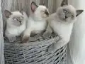 Sevimli asıl sakın uysal dostlarımız 