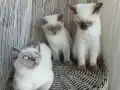 Sevimli asıl sakın uysal dostlarımız 