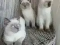 Sevimli asıl sakın uysal  dostlarımız 