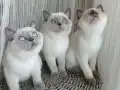 Sevimli asıl sakın uysal dostlarımız 
