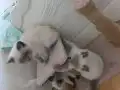 Sevimli asıl sakın uysal dostlarımız 