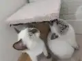 Sevimli asıl sakın uysal dostlarımız 